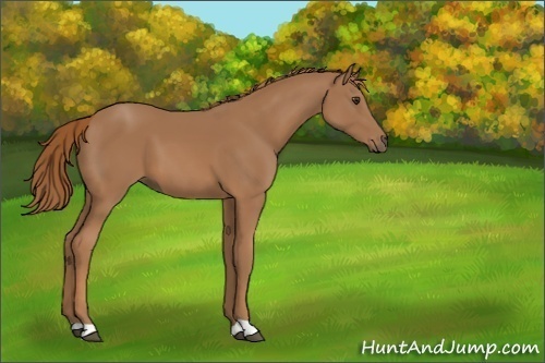 Horse Color:Unknown 
