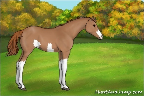 Horse Color:Unknown 