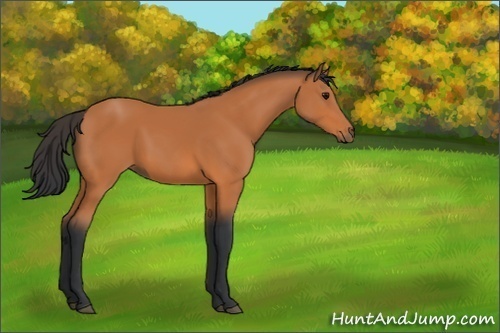 Horse Color:Unknown 