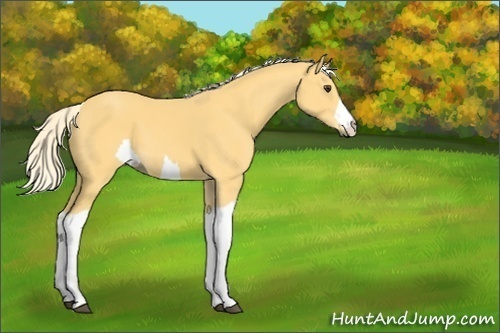 Horse Color:Unknown 