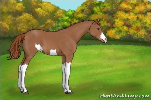 Horse Color:Unknown 