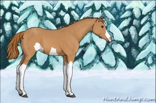 Horse Color:Unknown 