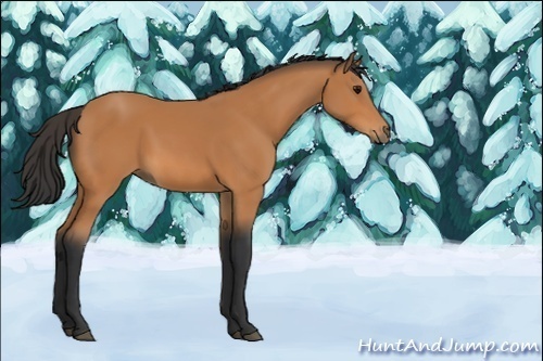 Horse Color:Unknown 