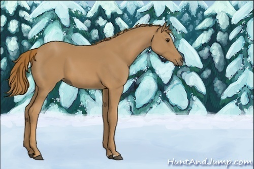 Horse Color:Unknown 