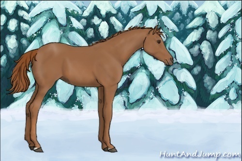 Horse Color:Unknown 