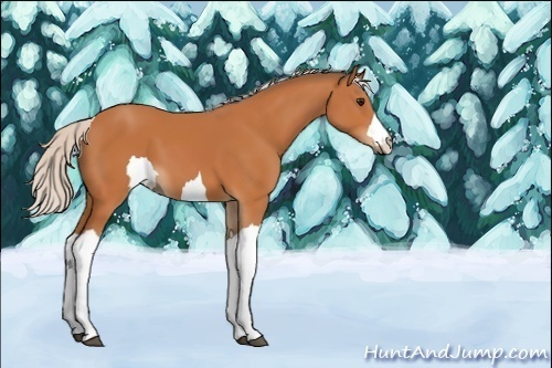 Horse Color:Unknown 