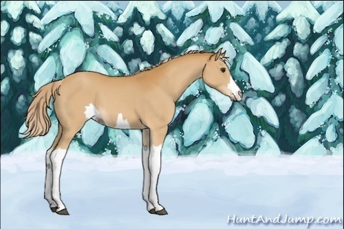 Horse Color:Unknown 