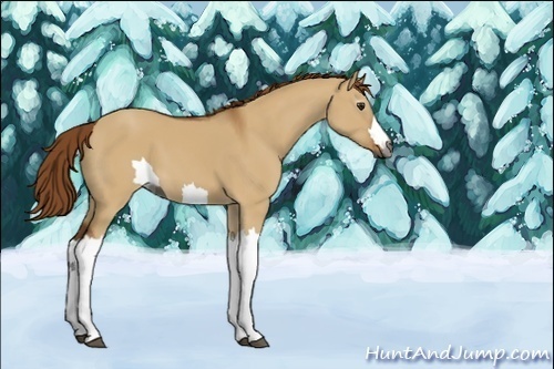 Horse Color:Unknown 