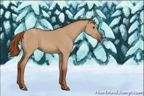 Horse Color:Unknown 