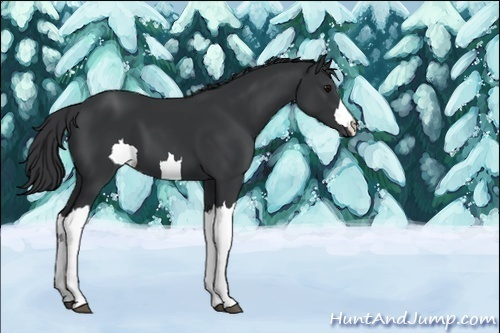 Horse Color:Unknown 