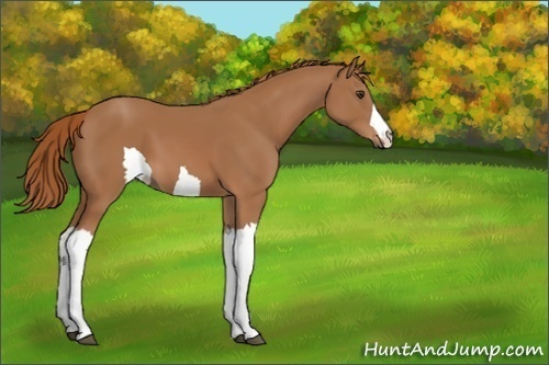 Horse Color:Unknown 