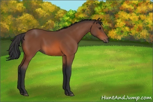 Horse Color:Unknown 