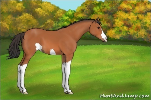 Horse Color:Unknown 