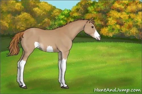 Horse Color:Unknown 