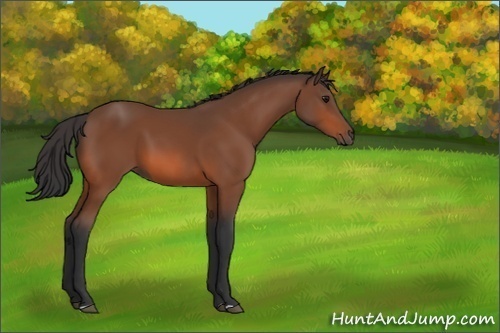Horse Color:Unknown 