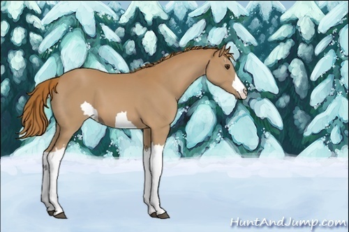 Horse Color:Unknown 