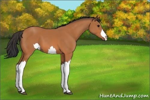 Horse Color:Unknown 
