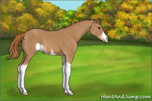 Horse Color:Unknown 