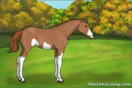 Horse Color:Unknown 