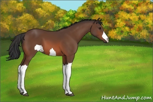 Horse Color:Unknown 