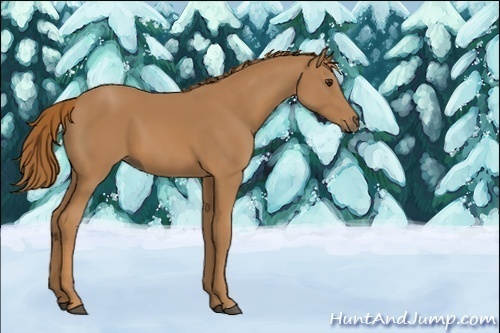 Horse Color:Unknown 