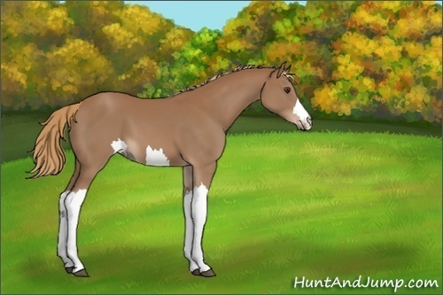Horse Color:Unknown 