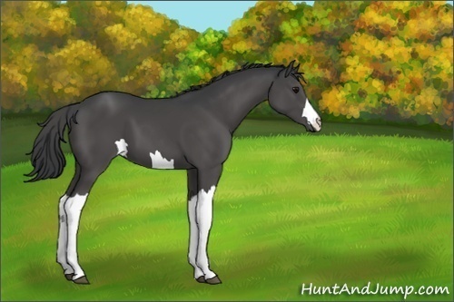 Horse Color:Unknown 