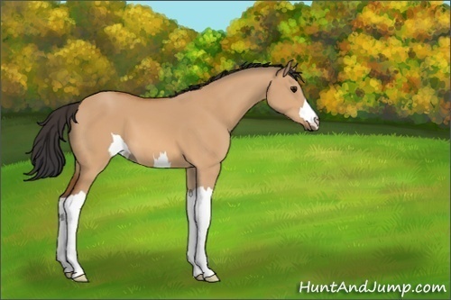 Horse Color:Unknown 
