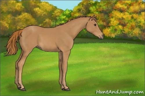 Horse Color:Unknown 