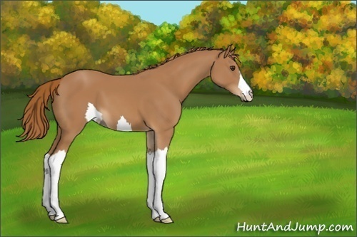 Horse Color:Unknown 