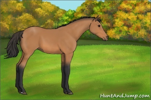 Horse Color:Unknown 