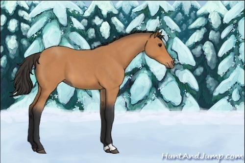 Horse Color:Unknown 