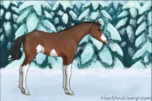 Horse Color:Unknown 