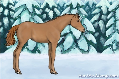 Horse Color:Unknown 