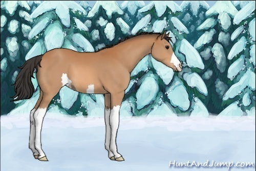 Horse Color:Unknown 