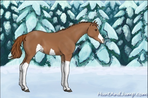 Horse Color:Unknown 