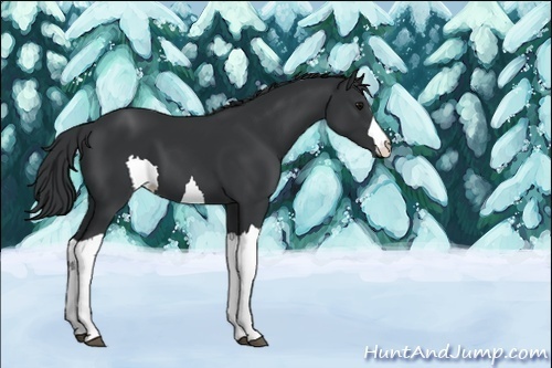 Horse Color:Unknown 