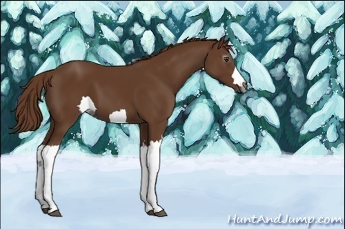 Horse Color:Unknown 