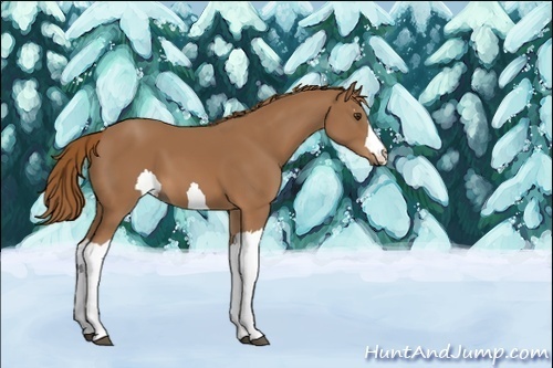 Horse Color:Unknown 