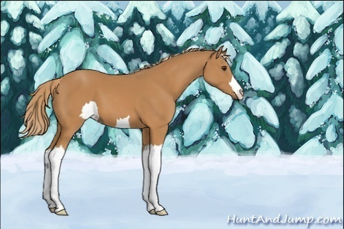 Horse Color:Unknown 
