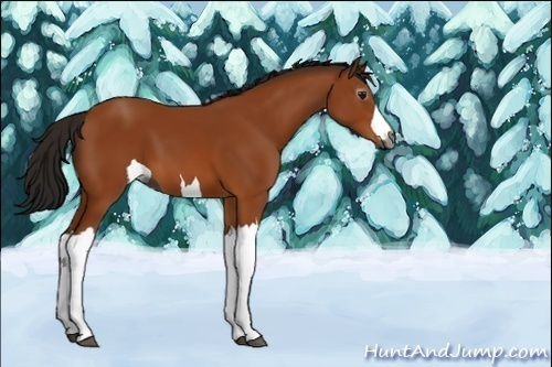 Horse Color:Unknown 