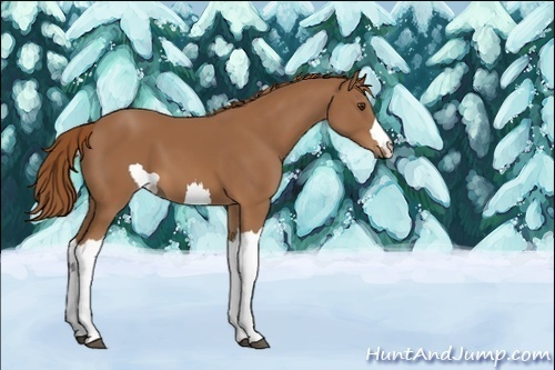 Horse Color:Unknown 