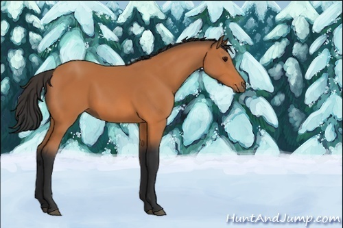 Horse Color:Unknown 