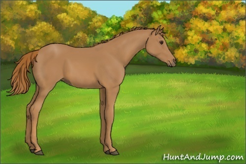 Horse Color:Unknown 
