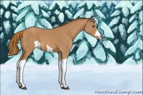 Horse Color:Unknown 