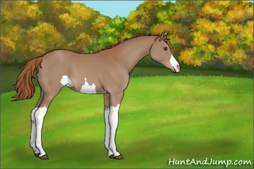 Horse Color:Unknown 