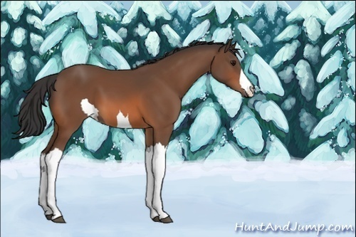 Horse Color:Unknown 