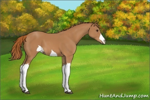 Horse Color:Unknown 