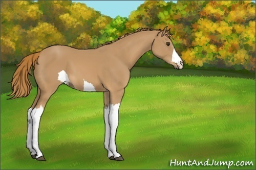 Horse Color:Unknown 