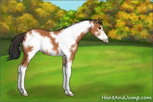 Horse Color:Unknown 